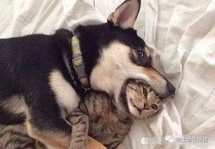 狗子的最新爆料视频下载,幕后真相大起底！  第1张